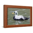 thumbnail image 1 of Common Eider, Framed Art Print Wall Art by abzerit Sold by Art.Com, 1 of 5