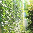 thumbnail image 2 of Garden Plant Climbing Net Trellis Netting Mesh Support Fruits Vine Veggie, 2 of 9