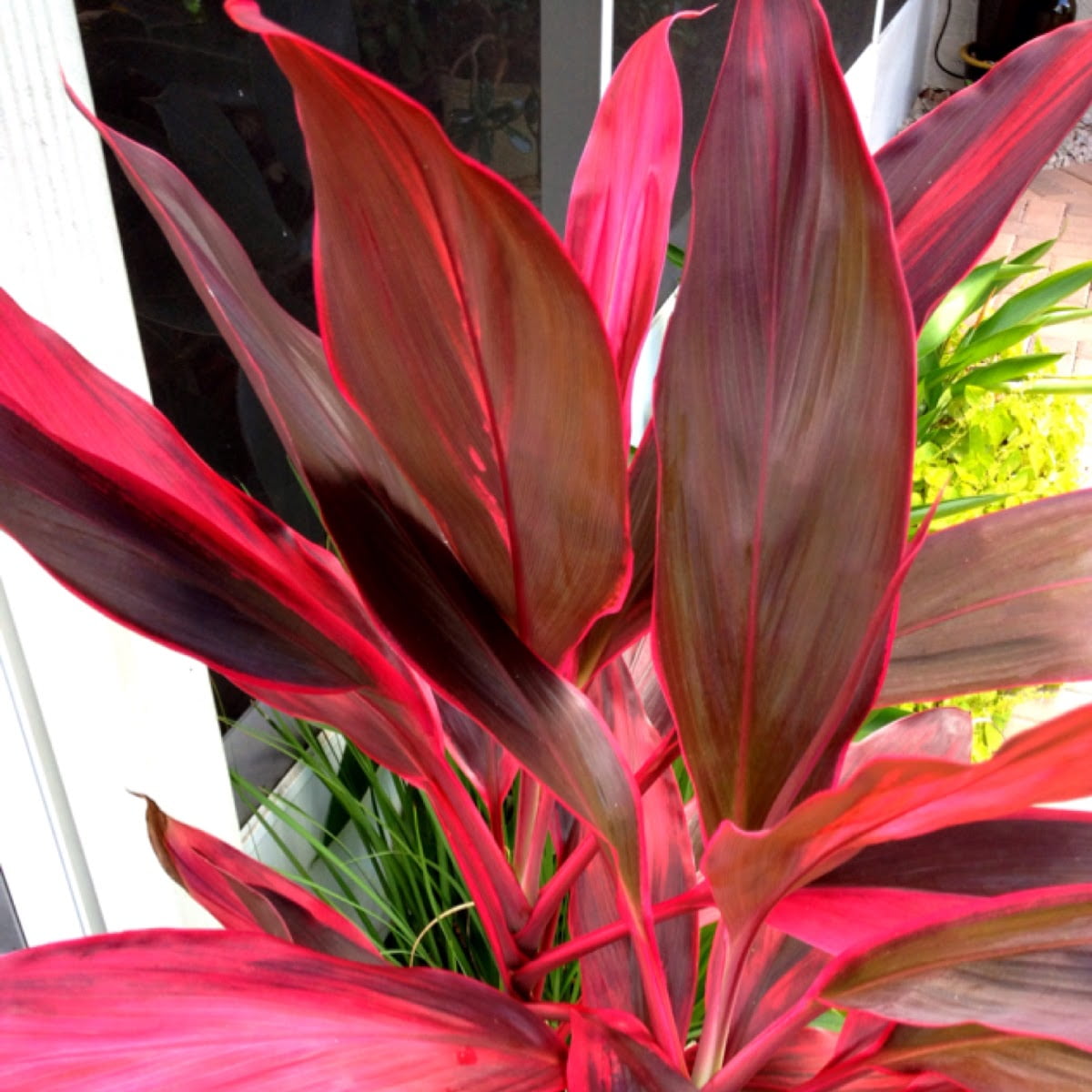 Hawaiian Live Red Cordyline Fruticosa Ti Leaf Plant Logs - 1 Pack 2 Logs