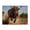 500 Pieces, variant on Charging Bull Strength Power 500-Piece Wooden Jigsaw Puzzle for Adults, Fun & Challenging Family Game, Stylish Wall Decor & Holiday Gift