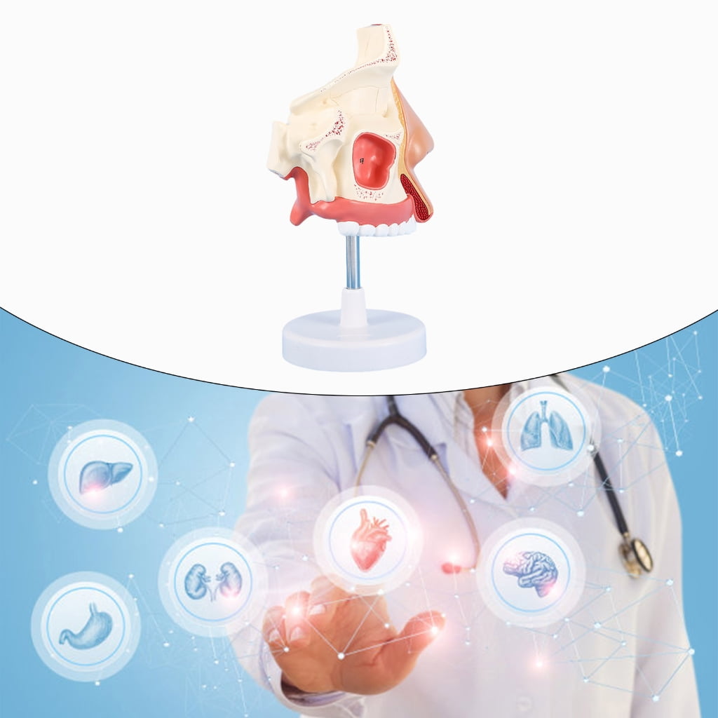 Anatomical Nasal Cavity Model Life Size Nasal Anatomy Model Model