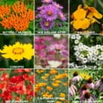 thumbnail image 7 of Wildflower Seeds Bulk, 2 Oz. 80,000+ Seeds – Save The Bees Mix with 19 Non-GMO Varieties – Bee Friendly & Pollinator Wildflower Seed for Planting, 7 of 7