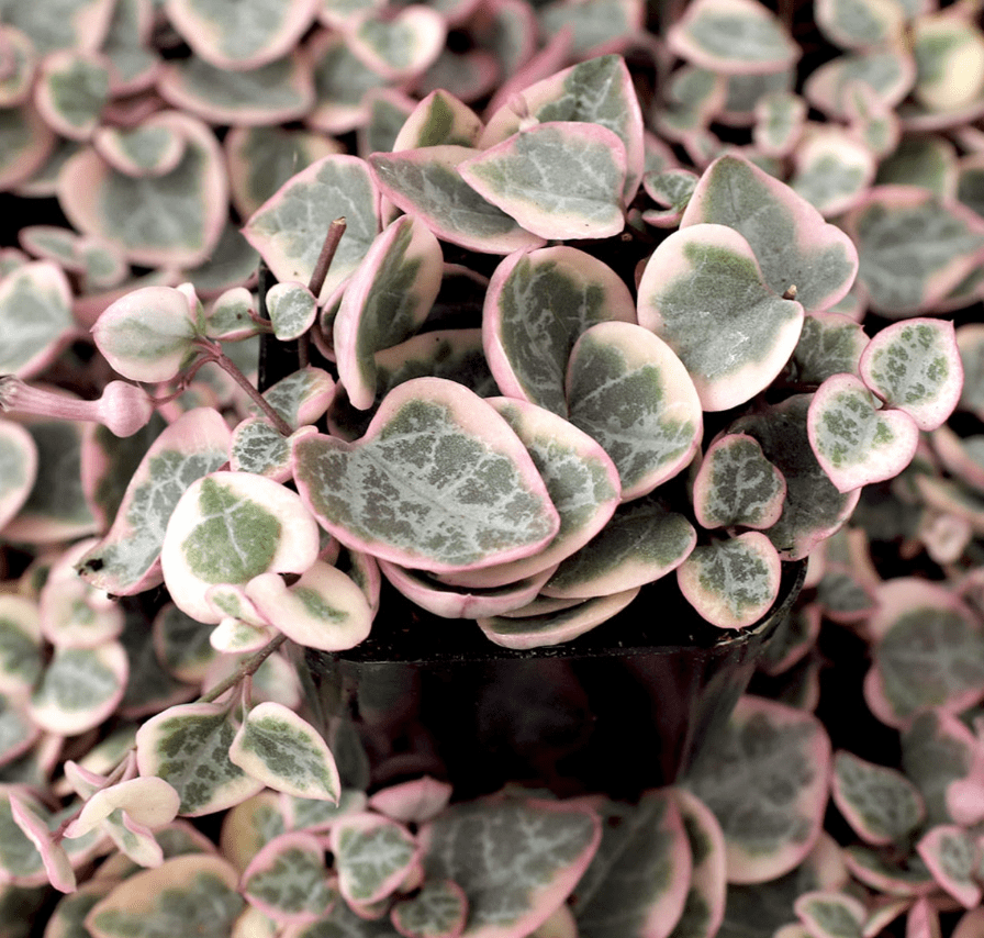 Variegated String of Hearts Plant Live, Pink String of Heart Plant 4 Inches Pot, Live Plant Indoor String of Hearts