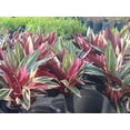 thumbnail image 5 of Stromanthe Accent Plant, Triostar Multicolored Leaves, 6 Inch Pot, 5 of 8