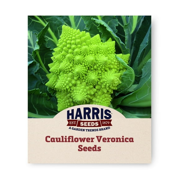Harris Seeds Veronica F1 Romanesco Cauliflower, Organic, Non-GMO, 50 Count