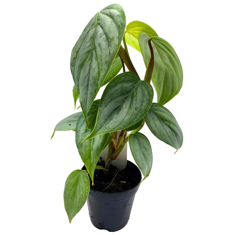 BubbleBlooms Philodendron Pastazanum, Silver Sword Philodendron, 2-inch  Velvet-Leaf Plant - Walmart.com
