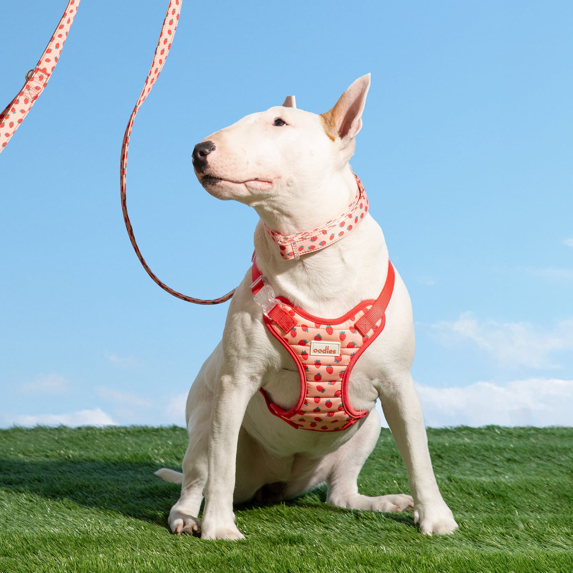 Oodles Sweet Strawberry Dog Walking Harness, Large