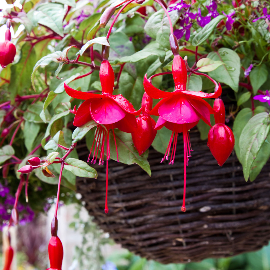 Fuchsia Marinka Plant Live in 4-6 Inc Tall, Hanging Basket Flower, Hardy Red Fuchsia Vine for Shade Gardens, USDA Zones 8-11