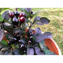 20 Seeds ROYAL BLACK PEPPER Capsicum Annuum Very Hot Chilli Vegetable Seeds