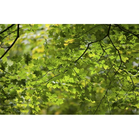 Leafy Branches Muskoka Ontario Canada Poster Print, Large - 34 x 22
