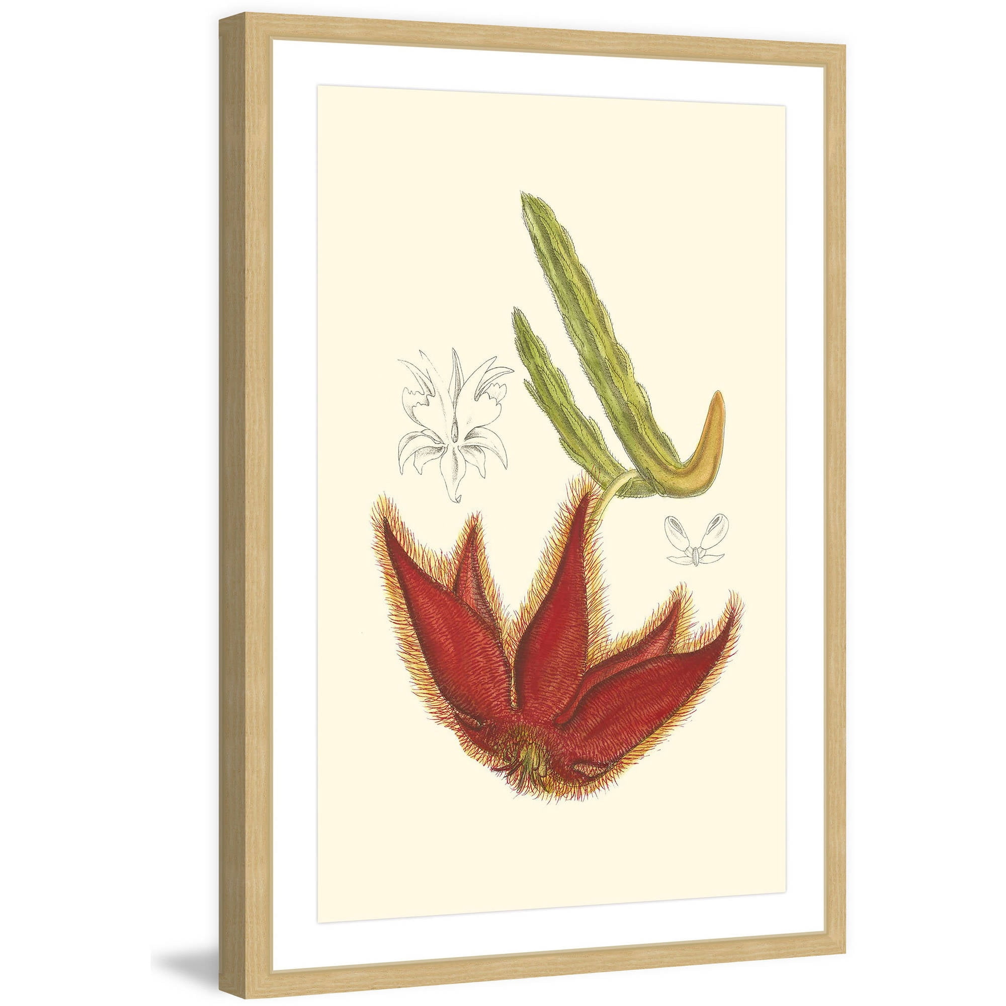 Marmont Hill "Flowering Cactus IV" Framed Painting Print