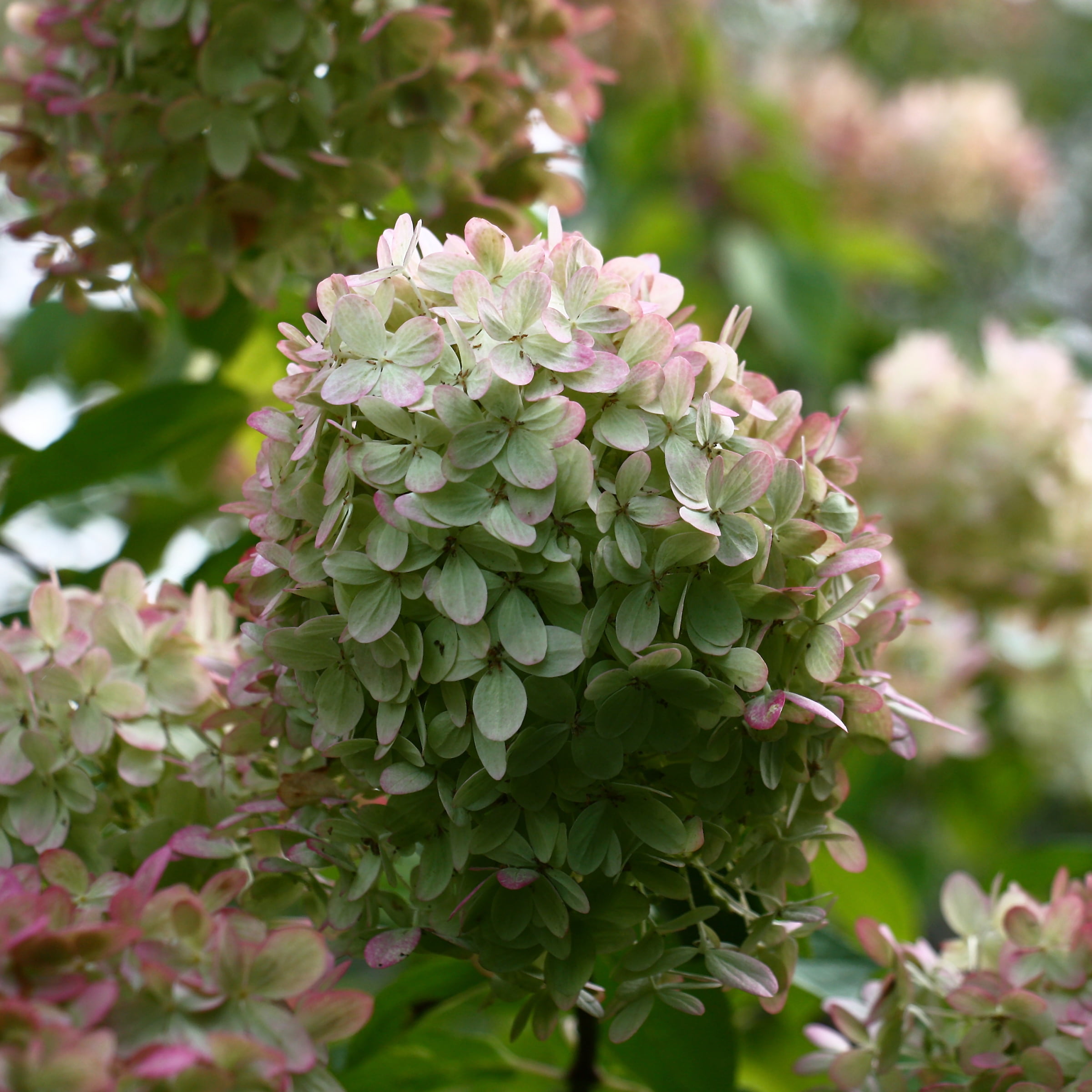 1 gal. Hydrangea Little Lotte Shrub with White Flowers