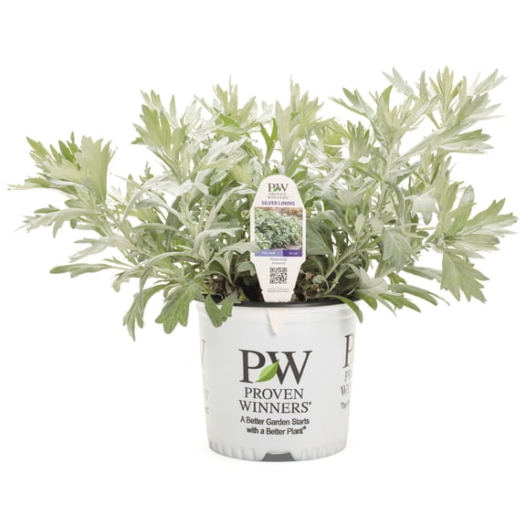 Proven Winners 6" Gray 'Silver Lining' White Sagebrush Live Plant in 6.5" Pot