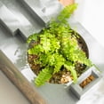 thumbnail image 4 of BeesClover Mini Fish Tank Betta Aquarium Starter Kits Mute Water Flow Filter Micro Landscape Fish Tank Office Desktop Decoration, 4 of 8