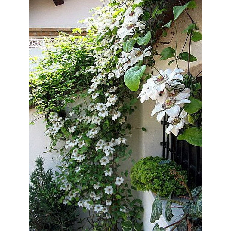 Miss Bateman Clematis Vine - Pure White - 2.5" Pot