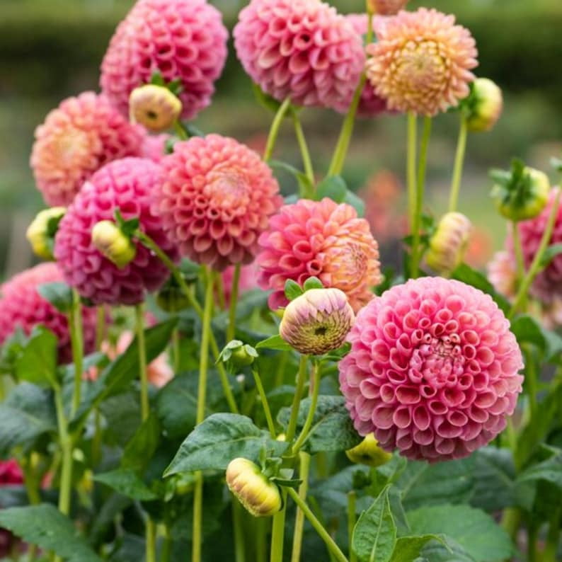 40 Seeds Jowey Winnie Dahlia Seeds - Pollinator Friendly,, Heirloom Flower Seeds for Garden Blooms