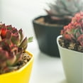 thumbnail image 5 of BrowQuartz Nordic Flower Pot Planter Succulent Plants Bottom Tray Home Decoration Flowerpot Household with Breathable Vent White, 5 of 6