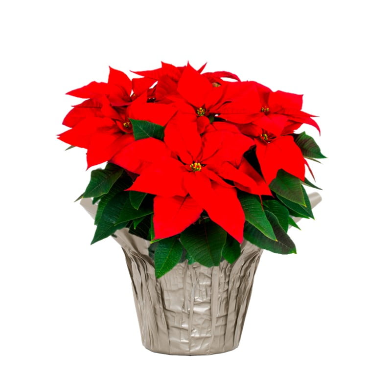 Holiday Time 1.5QT Red Poinsettia Live Houseplant Champagne Foil Cover Indirect Sunlight 3 Pack