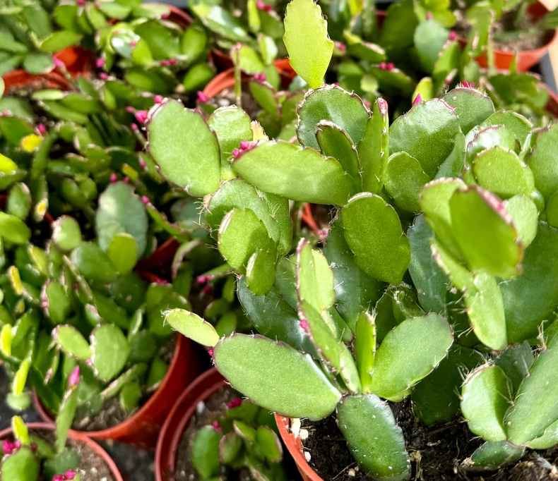 Set 2 Random Easter Cactus Plants Live for Planting, Spring Blooming Flowering Succulent Plants for Indoor Houseplant in 2 Inch Pot (Red or Pink)