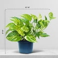 thumbnail image 4 of Live Golden Pothos, Variegated Pothos, Devil’s Ivy Live Houseplant, Indoor Plant in Pot, Birthday Gift, Office Plant, Wife Gift; Evergreen Plant in 6" Pot, 4 of 5