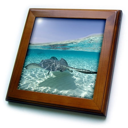 3dRose Cayman Islands, Southern Stingray in Caribbean Sea-CA42 PSO0047 - Paul Souders - Framed Tile, 6 by 6-inch