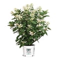 thumbnail image 5 of Quick Fire Fab® Panicle Hydrangea, 5 of 10