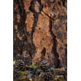 thumbnail image 2 of Mahan, Kathy 17x24 White Modern Wood Framed Museum Art Print Titled - Ponderosa Pine I, 2 of 4