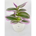 thumbnail image 2 of Bumble Plants 4 Inch Tradescantia Bubblegum Lilac Live Plant in Nursery Pot, 2 of 7