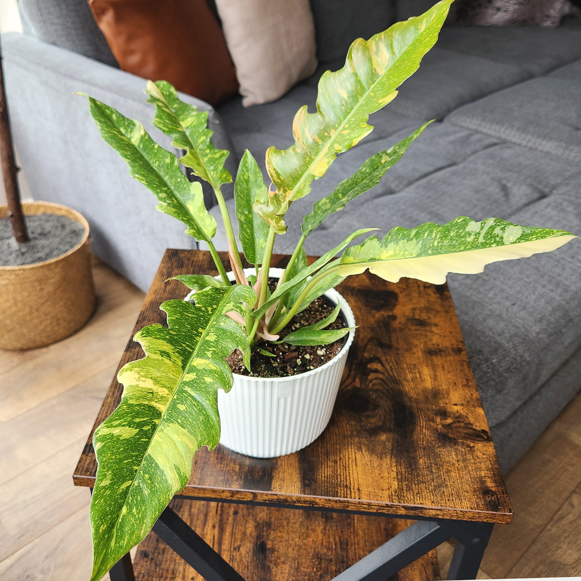 Element Variegated Philodendron Ring of Fire in 6" White Pot (Approx 17" Tall) Live Plant