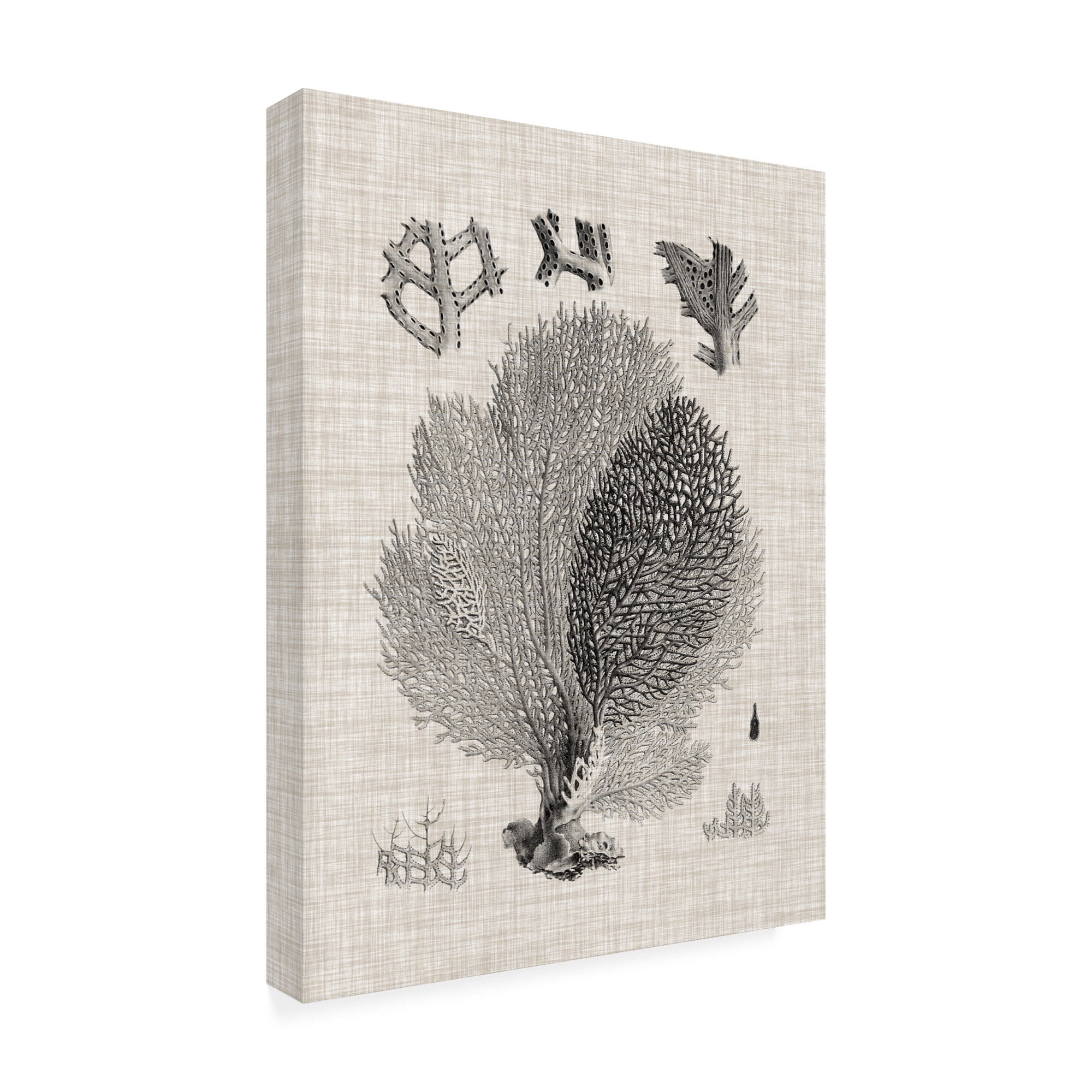 Trademark Fine Art 'Coral Specimen VI' Canvas Art by Vision Studio