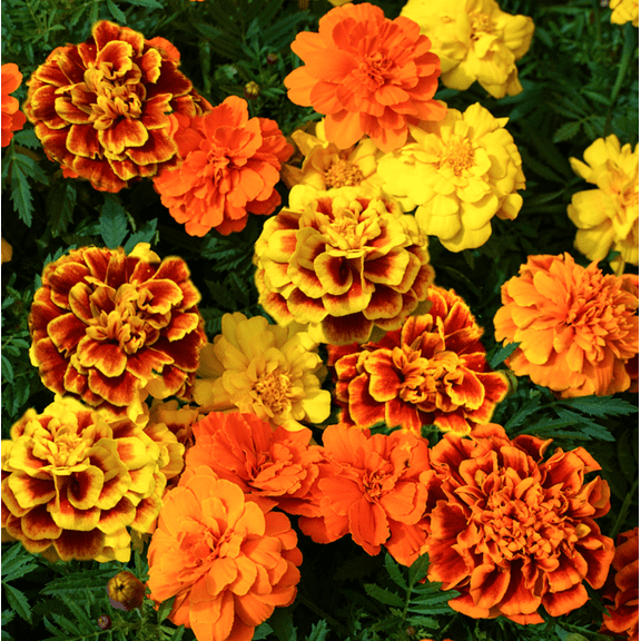 TomorrowSeeds - Sparky Mix French Marigold Seeds - 200 Count - For 2025 Planting Medium Tagetes