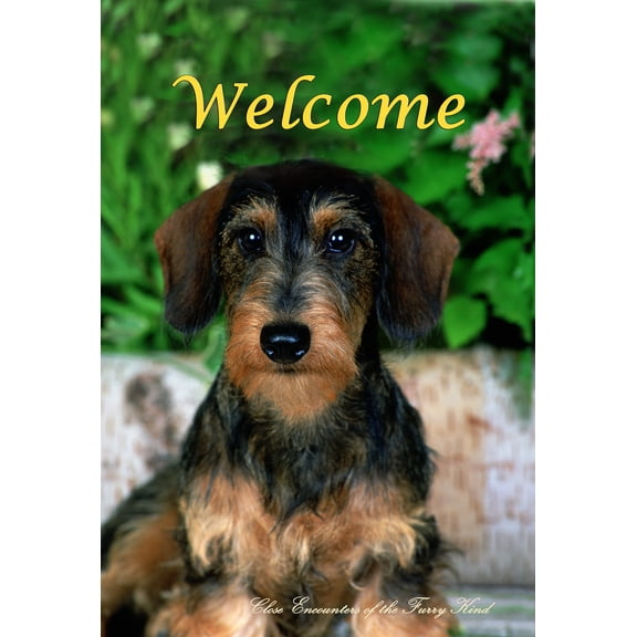 Dachshund Wirehair- Best of Breed CEFK Welcome Photo Garden Flag