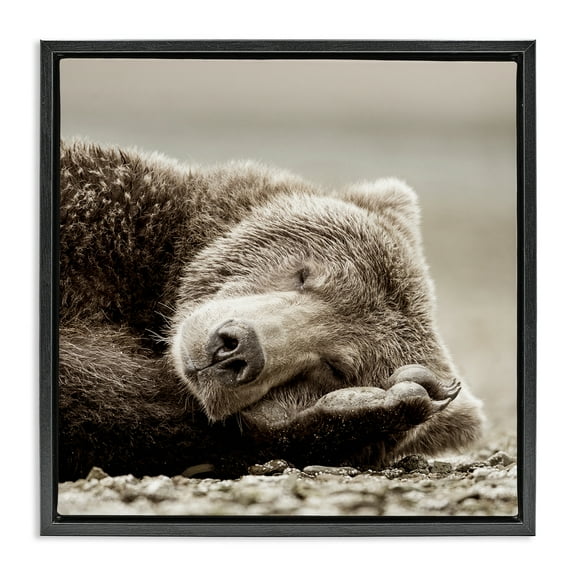 Stupell Industries Cozy Sleeping Bear Animals & Insects Photography Black Floater Framed Canvas Art Print Wall Art, 18 x 18