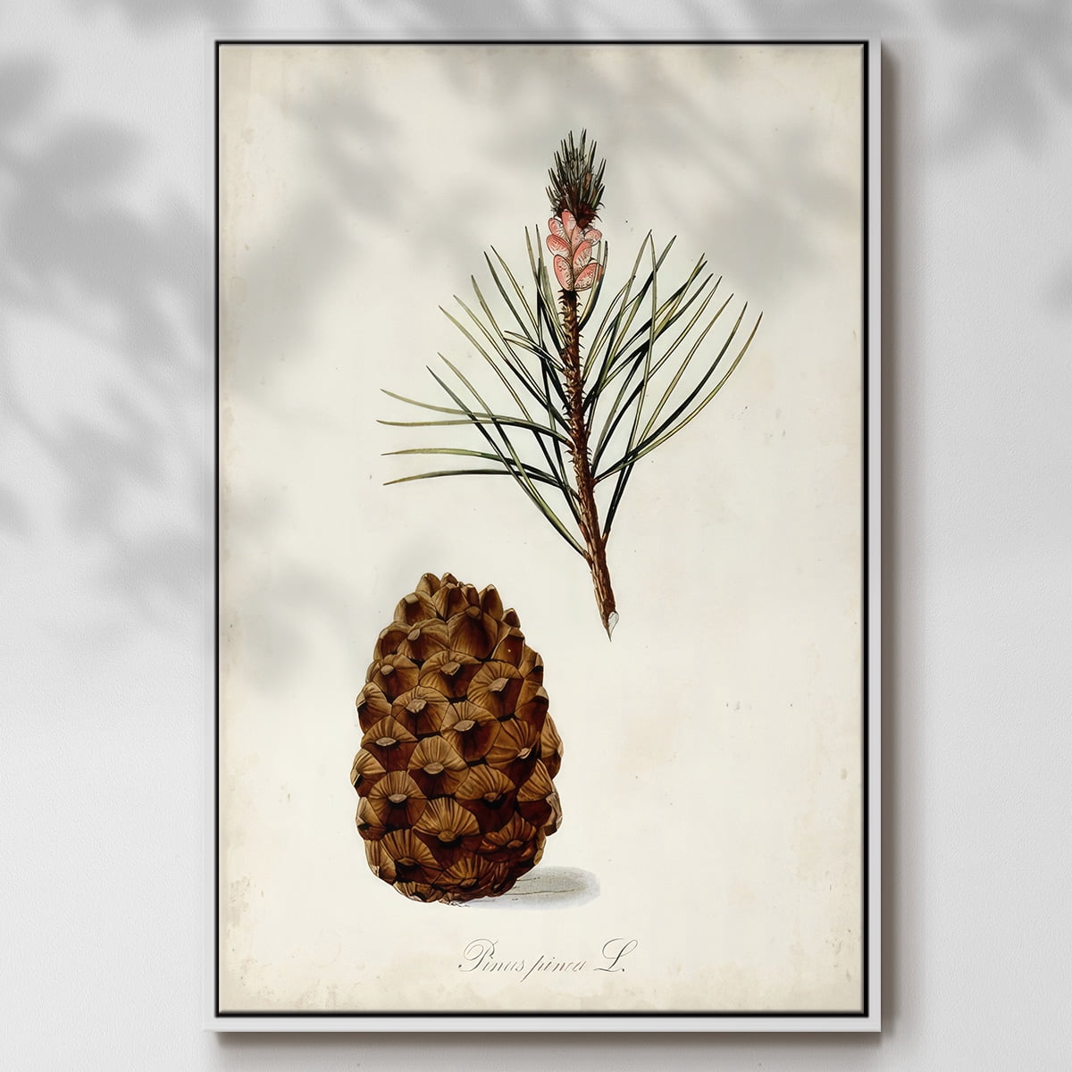 Antique Tree Study V - Framed Gallery Wrapped Holiday Canvas - 17 x 25 - White Frame