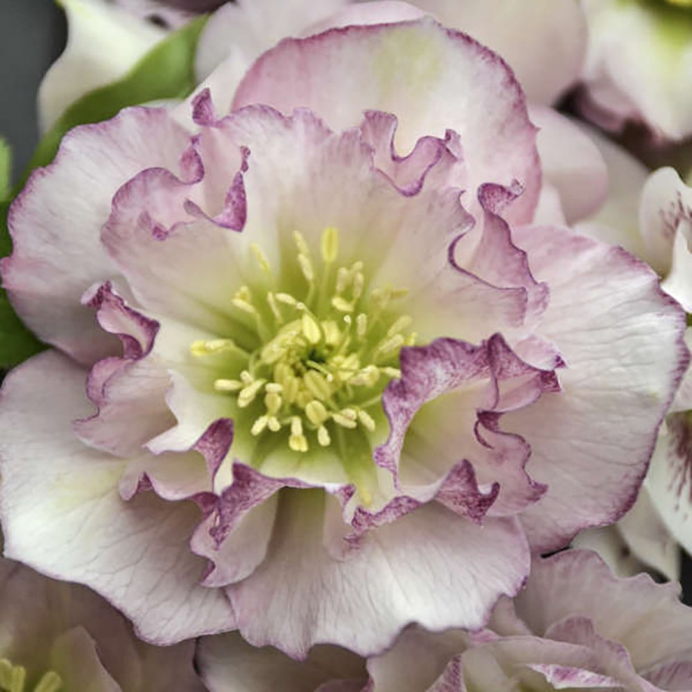 Wedding Party™ Flower Girl Christmas/Lenten Rose - Helleborus - Gallon