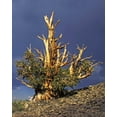 thumbnail image 2 of Flaherty, Dennis 26x32 White Modern Wood Framed Museum Art Print Titled - California, White Mts Bristlecone pine tree, 2 of 4
