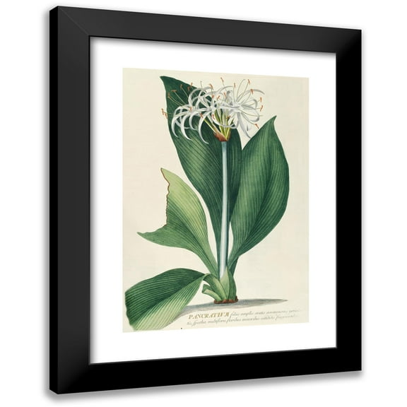 Georg Dionysius Ehret 11x14 Black Modern Framed Museum Art Print Titled - Pancras 2 (1750-1773)