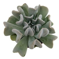 Topsy Turvy Succulent Plant - Echeveria runyonii - 2.5" Pot