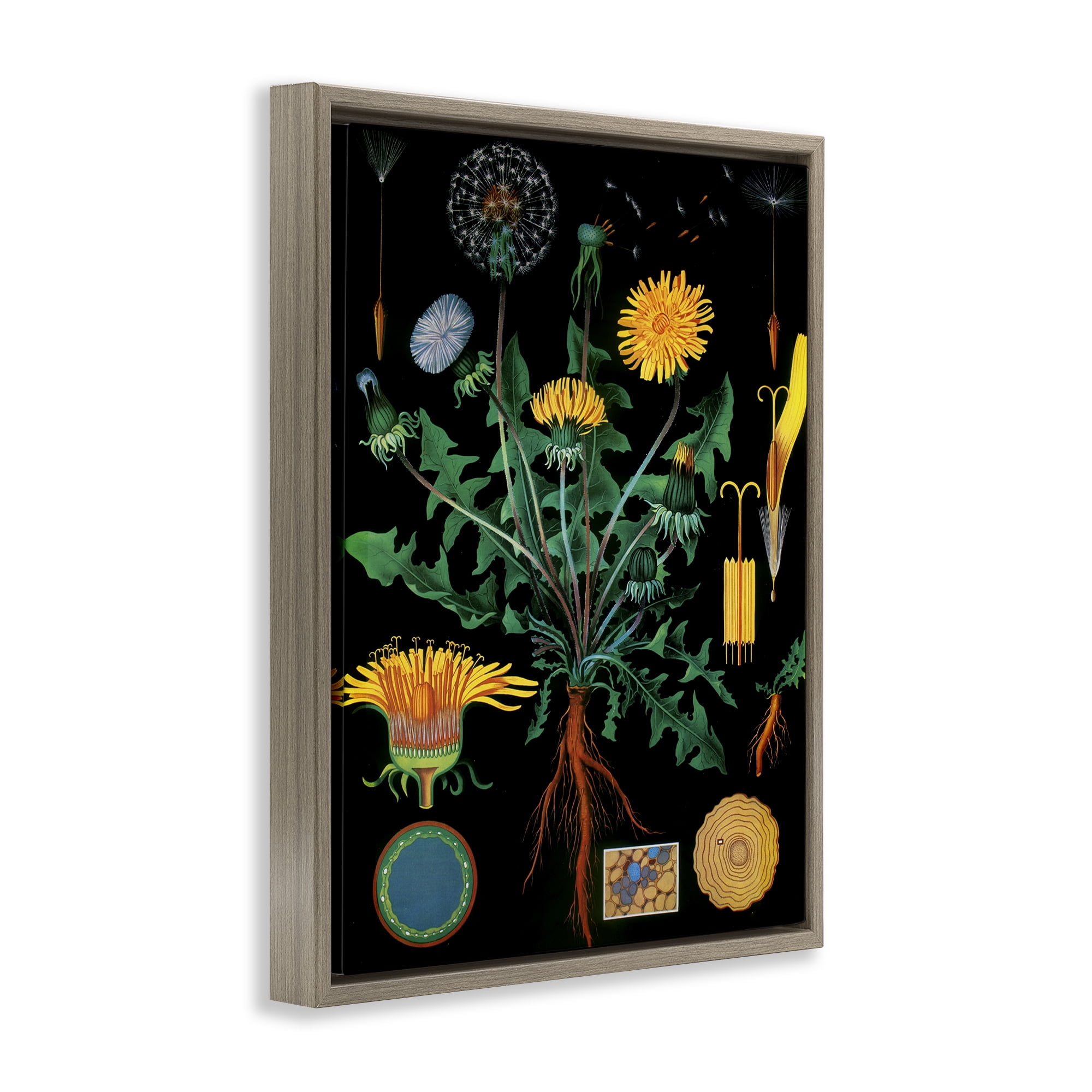 Stupell Industries Dandelion Botanical Illustration Brown Framed Floater Canvas Wall Art, design by Vintage Hustle