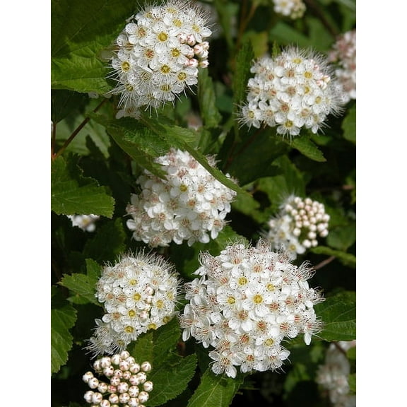 Ninebark Live Plant 12-18" in Height in a #3 Container