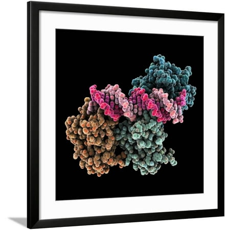 Tumour Suppressor P53 with DNA Framed Print Wall Art By Laguna