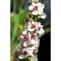 100 WHITE BLUSH VERBASCUM Blattaria Albiflorum Moth Mullein Flower Seeds