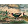 thumbnail image 2 of Joseph Wolf 18x14 Gold Ornate Wood Frame and Double Matted Museum Art Print Titled - The Japan Pheasant (1861-1867), 2 of 4