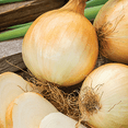 thumbnail image 4 of Ferry-Morse Sweet Spanish Yellow Onion Seeds - Full Sun - 500 mg, 4 of 10