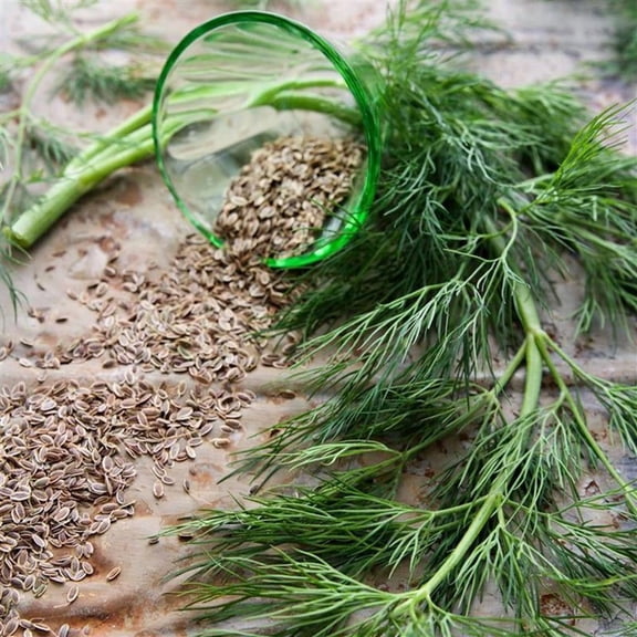 Organic Bouquet Dill Herb Garden Seed 4 Oz ~ 100,000 Seeds, Non-GMO, High Germination, Ideal for Home Garden, Raised Beds, Containers, Cooking, Pickling, Fresh Herbs, Easy to Grow, Harvest in 60 Days