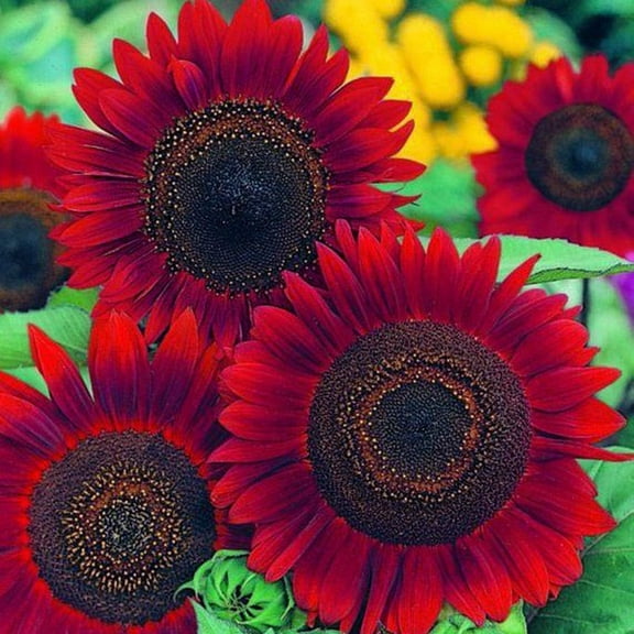 RED Sun Sunflower Seeds Long Bloomer 5-6" Cut Flowers Butterflies Bees Birds 50 Seeds