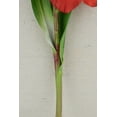 thumbnail image 3 of Gladiolus Flower Red 33 inches, 3 of 3