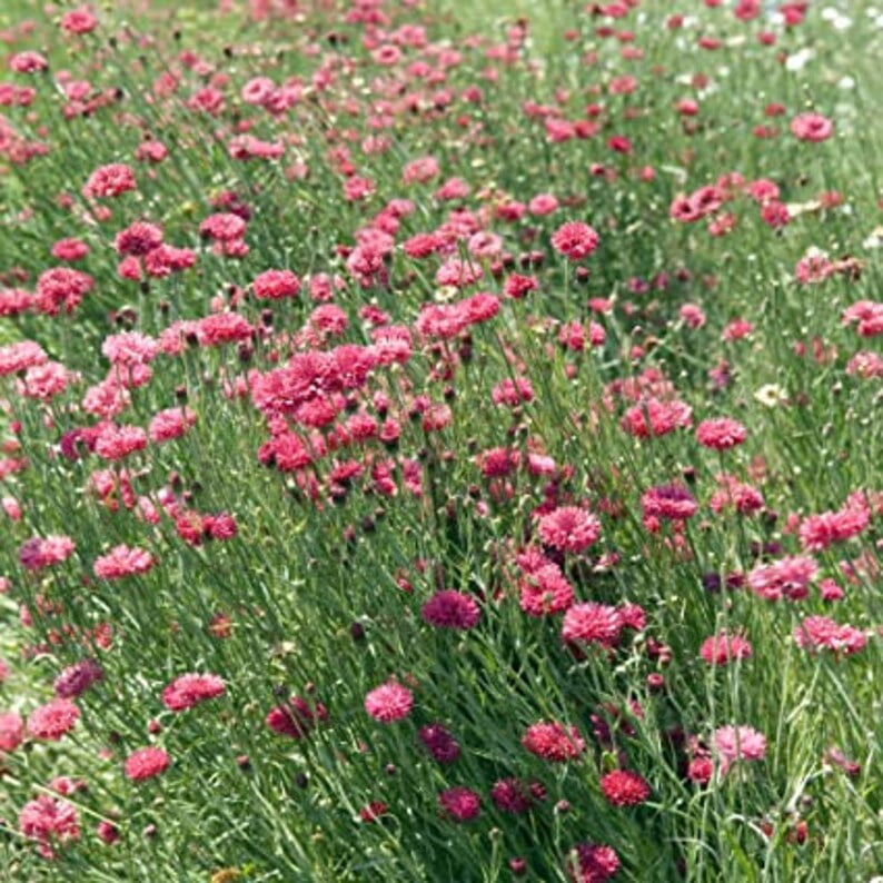 30 Tall Red Cornflower Seeds - GMO Free - Perennial Flower Seeds for Asian Garden - Vibrant Pink Rose Blooms