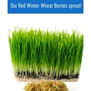 Certified Glyphosate Residue Free Hard Red Winter Wheat Berries | 3 LBS | Family Farmed in Washington State | Non-GMO Project Verified