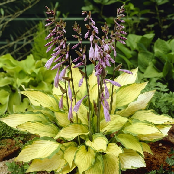 Van Zyverden Hosta Lady Guinevere Set of 3 Plant Roots Purple Partial Shade Flowering 1 lb